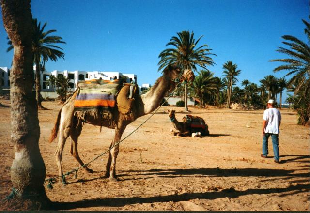 The dromedary we rode on