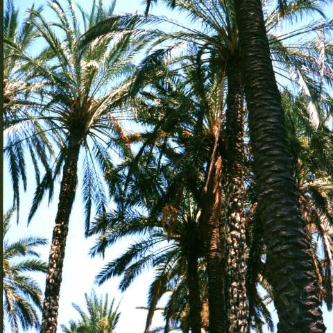 Palm trees in Gabes